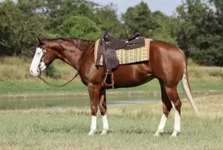 Media Famous (Charlotte), 3 Year Old Sorrel Quarter Horse Mare for Sale in Buffalo, MO