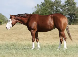 Media Famous (Charlotte), 3 Year Old Sorrel Quarter Horse Mare for Sale in Buffalo, MO, photo 3 of 6