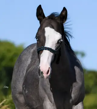 Justa Splash Bomb, Foal Blue Roan Quarter Horse Colt for Sale in Wolfe City, TX