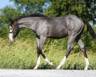 Justa Splash Bomb, Foal Blue Roan Quarter Horse Colt for Sale in Wolfe City, TX, photo 2 of 4