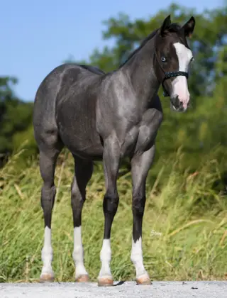 Justa Splash Bomb, Foal Blue Roan Quarter Horse Colt for Sale in Wolfe City, TX, photo 3 of 4