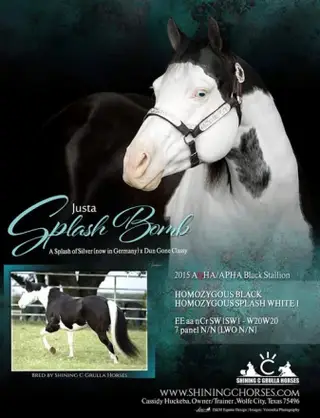 Justa Splash Bomb, Foal Blue Roan Quarter Horse Colt for Sale in Wolfe City, TX, photo 4 of 4
