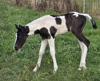 Colt by Ramblers Ringos Legacy