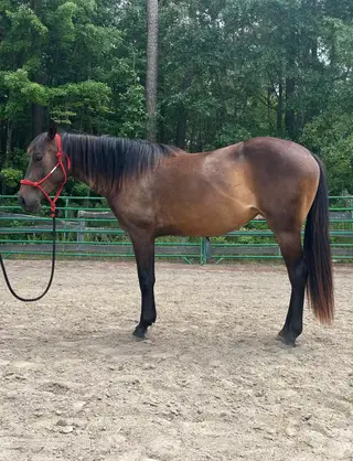 Tag That Stylin Cat, 2 Year Old Bay Quarter Horse Filly for Sale in Wendell, NC