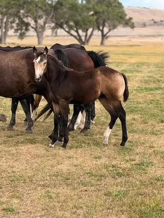 CP Gold Mirror, Foal Buckskin Quarter Horse Filly for Sale in Mandan, ND