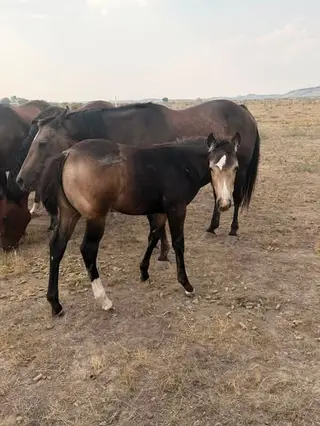 CP Gold Mirror, Foal Buckskin Quarter Horse Filly for Sale in Mandan, ND, photo 2 of 4
