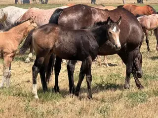 CP Gold Mirror, Foal Buckskin Quarter Horse Filly for Sale in Mandan, ND, photo 3 of 4