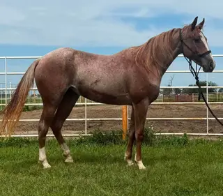 Duallen Lil Red Pep, 2 Year Old Quarter Horse Filly for Sale in Wagner, SD