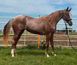 Duallen Lil Red Pep, 2 Year Old Roan Quarter Horse Filly for Sale in Wagner, SD, photo 3 of 5