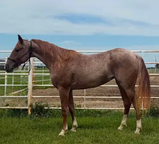 Duallen Lil Red Pep, 2 Year Old Roan Quarter Horse Filly for Sale in Wagner, SD, photo 4 of 5