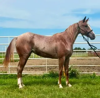 Duallen Lil Red Pep, 2 Year Old Roan Quarter Horse Filly for Sale in Wagner, SD, photo 5 of 5