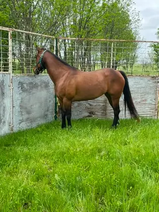 Bay Quarter Horse Mare