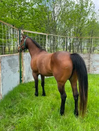 Bay Quarter Horse Mare, 7 Year Old Bay Quarter Horse Mare for Sale, photo 2 of 5