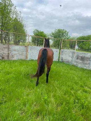 Bay Quarter Horse Mare, 7 Year Old Bay Quarter Horse Mare for Sale, photo 3 of 5
