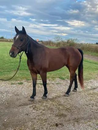 Bay Quarter Horse Mare, 7 Year Old Bay Quarter Horse Mare for Sale, photo 4 of 5