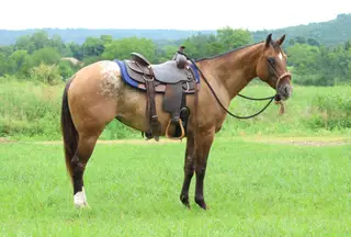 Taxation (Taxi), Dun Appaloosa Mare for Sale in Ada, OK