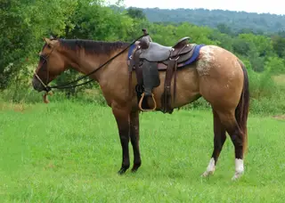 Taxation (Taxi), Dun Appaloosa Mare for Sale in Ada, OK, photo 2 of 4