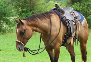 Taxation (Taxi), Dun Appaloosa Mare for Sale in Ada, OK, photo 3 of 4