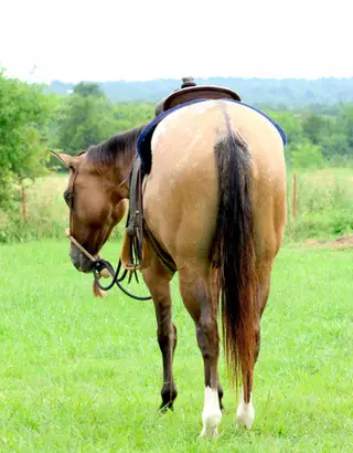 Taxation (Taxi), Dun Appaloosa Mare for Sale in Ada, OK, photo 4 of 4