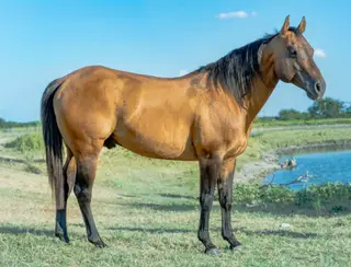 Smart Thornton (Waffles), 11 Year Old Dun Quarter Horse Stallion for Sale in Stephenville, TX