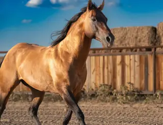 Smart Thornton (Waffles), 11 Year Old Dun Quarter Horse Stallion for Sale in Stephenville, TX, photo 2 of 4