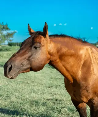 Smart Thornton (Waffles), 11 Year Old Dun Quarter Horse Stallion for Sale in Stephenville, TX, photo 3 of 4