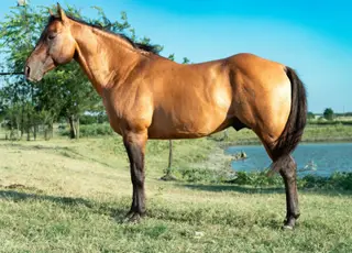 Smart Thornton (Waffles), 11 Year Old Dun Quarter Horse Stallion for Sale in Stephenville, TX, photo 4 of 4