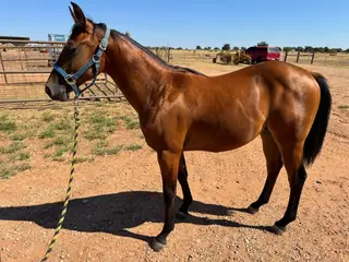 Moonshadow Girl, 1 Year Old Bay Quarter Horse Filly for Sale in Anson, TX