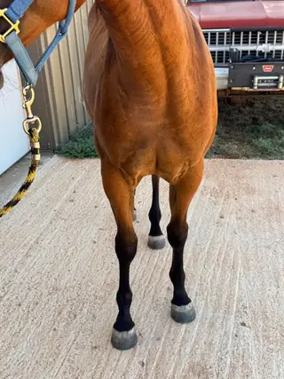 Moonshadow Girl, 1 Year Old Bay Quarter Horse Filly for Sale in Anson, TX, photo 2 of 4