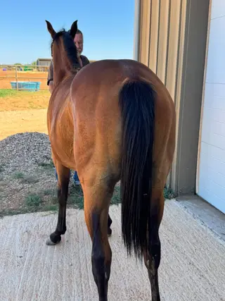Moonshadow Girl, 1 Year Old Bay Quarter Horse Filly for Sale in Anson, TX, photo 3 of 4