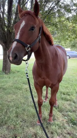 Chics Red Par Zan (Sally), 5 Year Old Sorrel Quarter Horse Mare for Sale in Monrovia, IN, photo 3 of 5