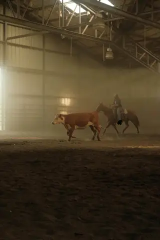 Chics Red Par Zan (Sally), 5 Year Old Sorrel Quarter Horse Mare for Sale in Monrovia, IN, photo 4 of 5