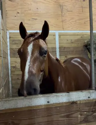 Chics Red Par Zan (Sally), 5 Year Old Sorrel Quarter Horse Mare for Sale in Monrovia, IN, photo 5 of 5