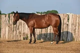 This Cowgirls Smokin (Billy), 4 Year Old Bay Quarter Horse Mare for Sale in Owenton, KY