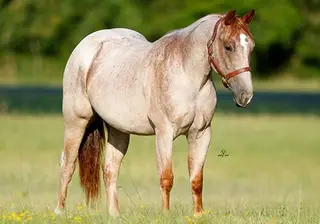 Bettin On Cowtown, 2 Year Old Red Roan Quarter Horse Gelding for Sale