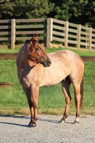 SCC Boonvanna (Boomer), 2 Year Old Bay Roan Quarter Horse Gelding for Sale in Cleveland, GA