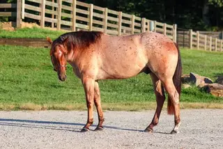 SCC Boonvanna (Boomer), 2 Year Old Bay Roan Quarter Horse Gelding for Sale in Cleveland, GA, photo 2 of 4