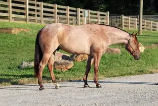 SCC Boonvanna (Boomer), 2 Year Old Bay Roan Quarter Horse Gelding for Sale in Cleveland, GA, photo 3 of 4
