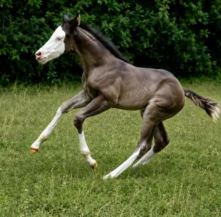Justa Splash Bomb X Shining C Cleopatra