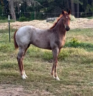 Filly by Adios Pantalones