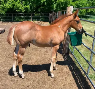 Ima Stylish Catt, Foal Red Roan Quarter Horse Colt for Sale in Twin Valley, MN