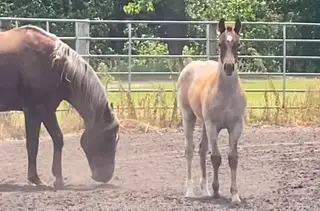 Ima Stylish Catt, Foal Red Roan Quarter Horse Colt for Sale in Twin Valley, MN, photo 3 of 4