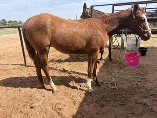 Colt by BQH QUESTION CATSTAR