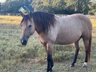 BFR Calistar, 13 Year Old Buckskin Quarter Horse Mare for Sale in Madison, GA