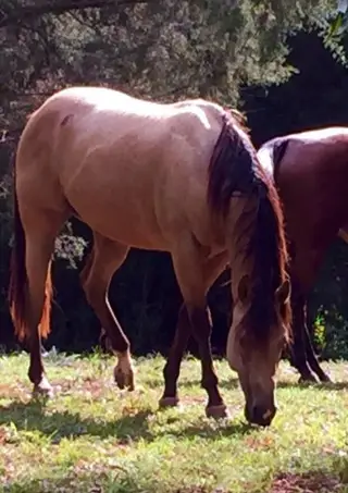 BFR Calistar, 13 Year Old Buckskin Quarter Horse Mare for Sale in Madison, GA, photo 2 of 4