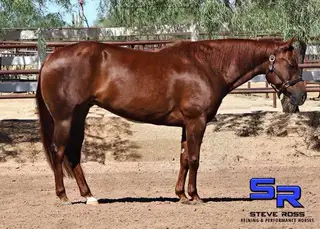 Tanzy, 5 Year Old Sorrel Quarter Horse Mare for Sale in Scottsdale, AZ