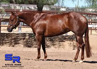 Tanzy, 5 Year Old Sorrel Quarter Horse Mare for Sale in Scottsdale, AZ, photo 2 of 3