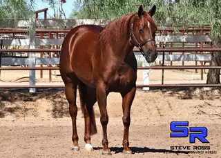 Tanzy, 5 Year Old Sorrel Quarter Horse Mare for Sale in Scottsdale, AZ, photo 3 of 3