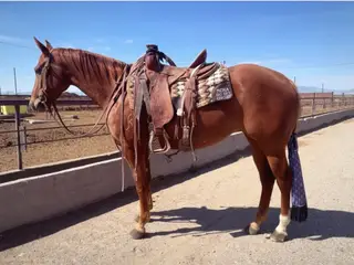 Jewels Shining Spice (Deb), 6 Year Old Sorrel Quarter Horse Mare for Sale in Wheatland, WY