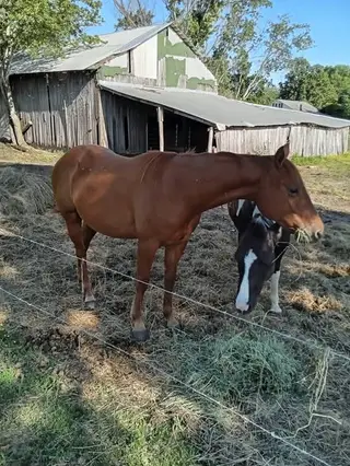 Gelding by Caprilena